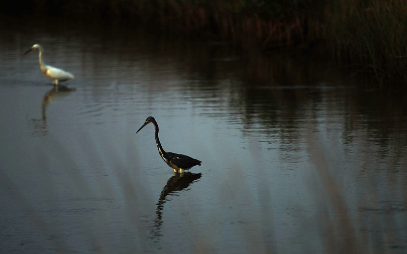 Two egrets search for food in a canal beside an oil contaminated beach June 14, 2010 in Grand Isle, Louisiana. Oil producer BP said today that it plans to sell recovered oil from the Deepwater Horizon oil spill, with profits going toward a wildlife protection fund. (GETTY IMAGES)