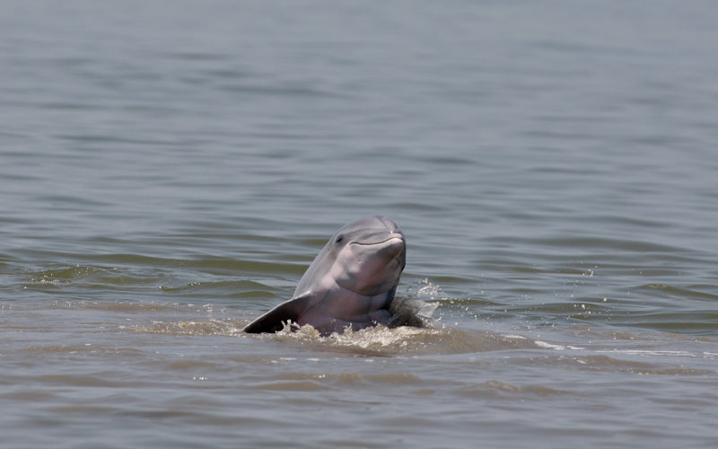 A dolphin rises up out of the water off the coast near Grand Terre Island off the coast of Louisiana on Monday, June 14, 2010. Oil from the Deepwater Horizon spill continues to impact areas across the coast of gulf states. (AP)