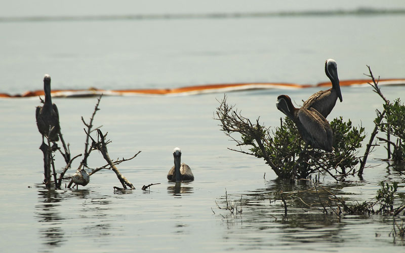 Pelicans rest near an oil slick boom off Bird Island Two June 14, 2010 in Grand Isle, Louisiana. According to the U.S. Fish and Wildlife Service, some 1,282 oiled birds have been captured in time to be treated with the intention of eventually releasing them back into the wild. The BP spill has been called the largest environmental disaster in American history. U.S. government scientists have estimated that the flow rate of oil gushing out of a ruptured Gulf of Mexico oil well may be as high 40,000 barrels per day. President Obama will make his fourth trip to the Gulf on Monday.  (AFP)