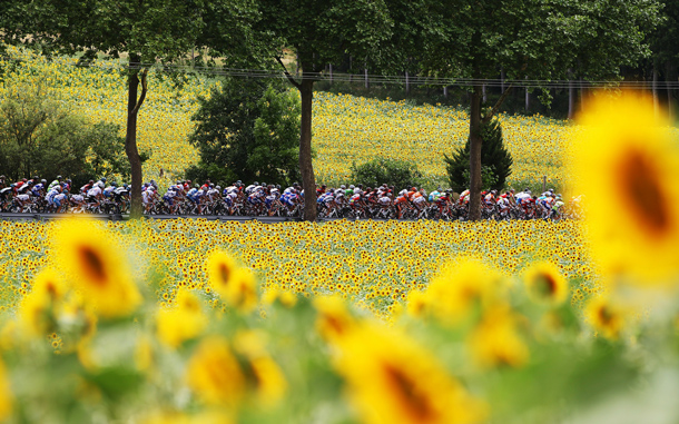 The peloton rides past some sunflower fields on stage thirteen of the 2010 Tour de France from Rodez to Revel, France. (GETTY IMAGES)