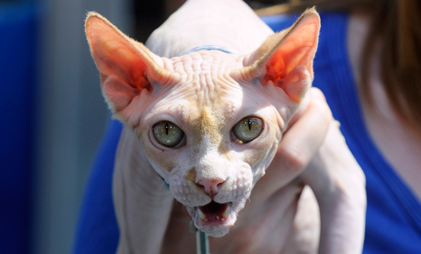 A Sphynx cat named Phoenix, who appears in the film, attends the premiere of the "Cats & Dogs, The Revenge of Kitty Galore" in Los Angeles. (REUTERS)