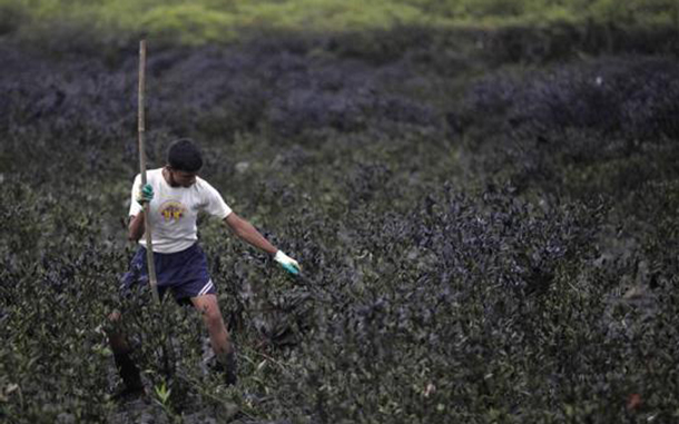 A cadet from the National Cadet Corps (NCC) cleans mangroves covered in oil slick near the seaside in Mumbai. The Maharashtra government has issued a notice to the owners of cargo vessel MSC Chitra to demand compensation for damage caused by an oil spill due to a collision with another merchant ship, according to local media. (REUTERS)