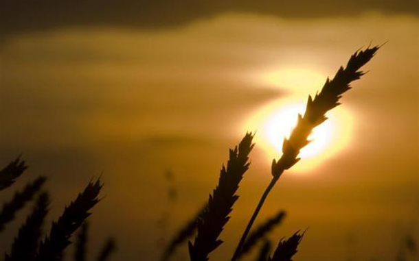 Wheat is seen during sunset at the Alibi-Ishim farm, near the village of Birlik, some 500 km (311 miles) northwest of Astana. (REUTERS)