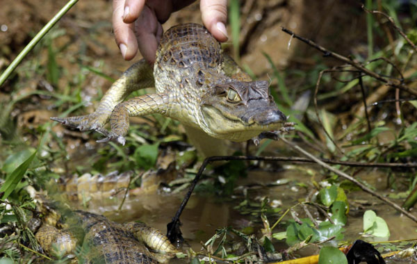 One of 800 alligators set free in Barranco, Colombia, near Magadalena river, the country's biggest river. (EPA)