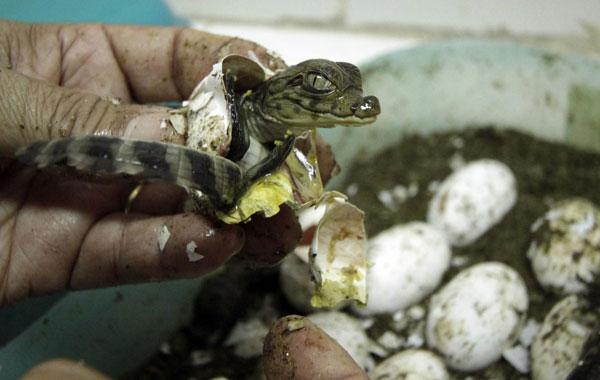 A baby alligator is born as 800 alligators are set free in Barranco, Colombia, near Magadalena river, the country's biggest river. (EPA)