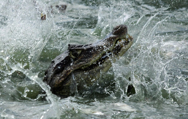 One of 800 alligators set free in Barranco, Colombia, near Magadalena river, the country's biggest river. (EPA)