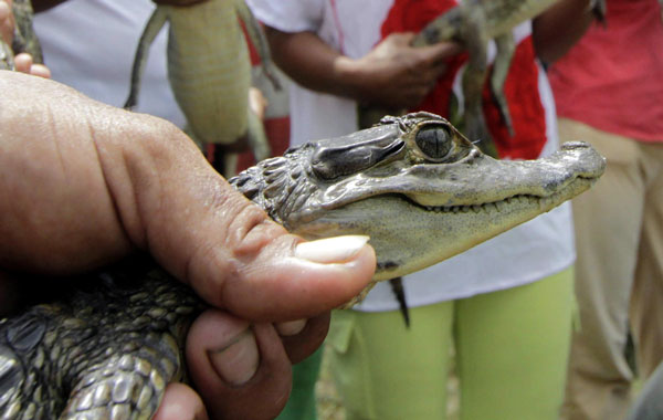 A total of more than 7,000 alligators are to be released within the next six months with the intention to repopulate the northern part of Colombia.  (EPA)