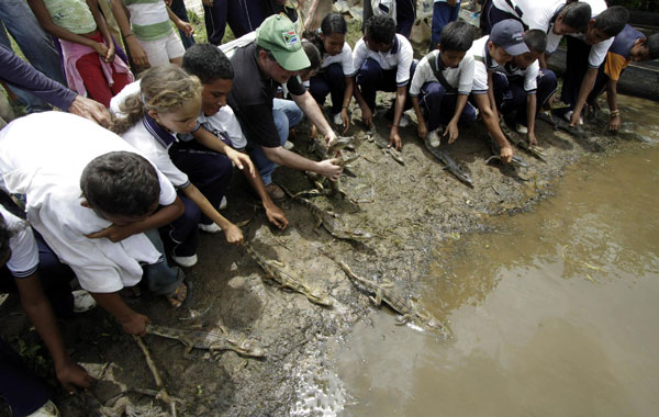 A total of more than 7,000 alligators are to be released within the next six months with the intention to repopulate the northern part of Colombia.  (EPA)