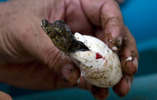 A worker displays a baby Babilla crocodile which has just hatched at Colombia's zoocriadero, or "animal breeding facility" at Barranco de Loba village in the province of Bolivar. (REUTERS)