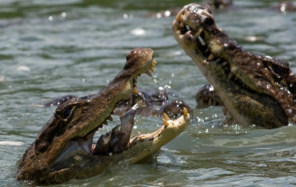 Babilla crocodiles are being fed in their enclosure at Colombia's zoocriadero, or "animal breeding facility" at Barranco de Loba village in the province of Boliva. (REUTERS)