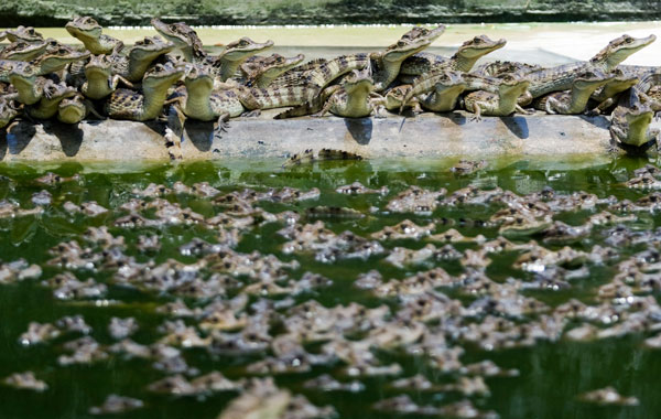 Baby Babilla crocodiles are seen at Colombia's zoocriadero, or "animal breeding facility" at Barranco de Loba village in the province of Bolivar. (REUTERS)