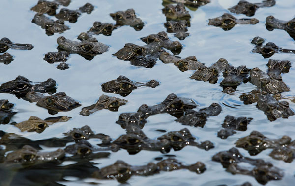 Baby Babilla crocodiles swim in the water at Colombia's zoocriadero, or "animal breeding facility" at Barranco de Loba village in the province of Bolivar. (REUTERS)