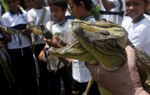 People release Babilla crocodiles from Colombia's zoocriadero, or "animal breeding facility" at Barranco de Loba village in the province of Bolivar. (REUTERS)