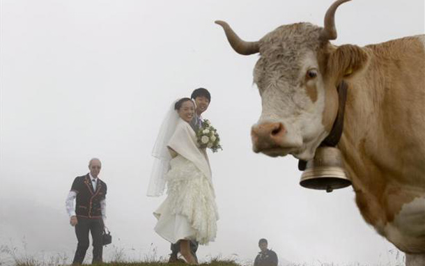 Japanese bridal couple Arisa Chi (2L) and her new husband Kenji Yoshida standing behind a cow after their wedding ceremony on the foggy Mount First (2168m/7113ft) in the Swiss Alpine resort of Grindelwald. In Grindelwald, the small town below the gray crag of the Eiger North Face, shop signs bear Kanji characters, the train station's main platform is bustling with Japanese tourists, and a chalet is even called Nagano, the same name as the mountainous region of Japan that hosted the Winter Olympics in 1998. Japanese are among the most numerous overseas tourists in Switzerland, and their presence has given rise to businesses catering to their tastes - including weddings. (REUTERS)