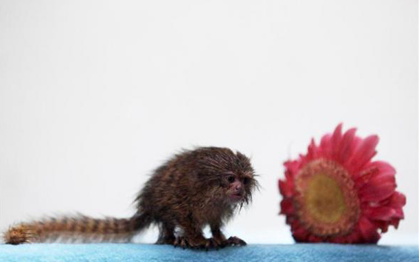 A Pygmy Marmoset (Callithrix pygmaea) is seen at a primate rescue and rehabilitation center near Santiago. The Pygmy Marmoset, known as the world's smallest monkey and under danger of extinction, was confiscated after being found inside the clothes of a Peruvian citizen during a highway police check at the northern city of Antofagasta, some 1367 km (849 miles) of Santiago. (REUTERS)