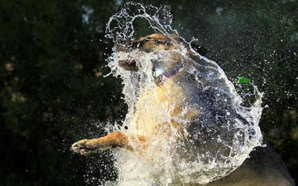 A German shepherd dog leaps into the air to bite a water balloon thrown her way while playing on a hot summer day in Encinitas, California. (REUTERS)