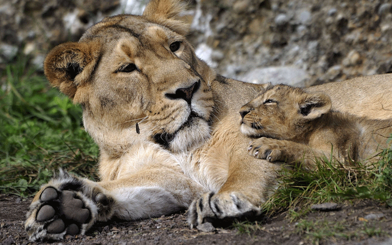 Indian lioness Joy plays with one of her four lion cubs during their official presentation. The cubs were born on July 14, 2010. (AFP)