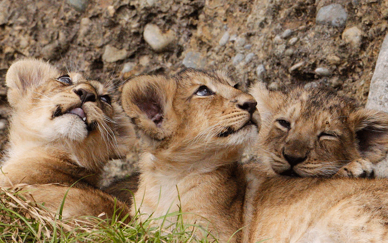 Three two-month-old lion cubs play in their enclosure at Zurich's zoo. The lion cubs were born on last July 14, 2010.  (REUTERS)