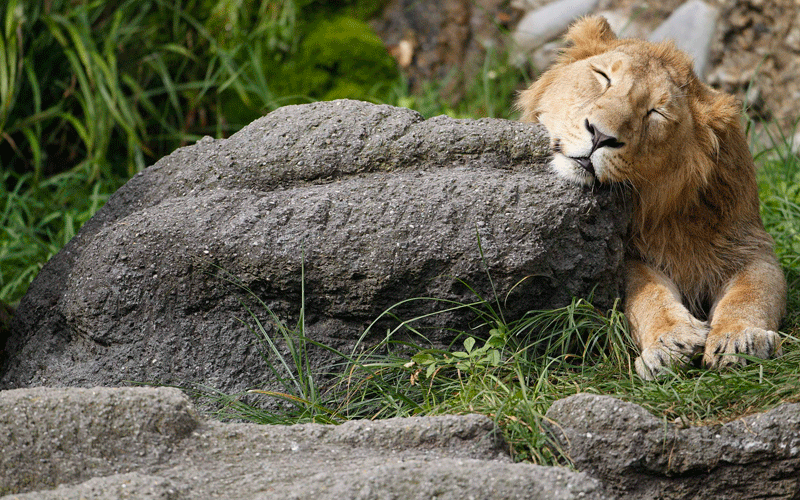 One-year old lion Jasradj relaxes in its enclosure at Zurich's zoo. (REUTERS)