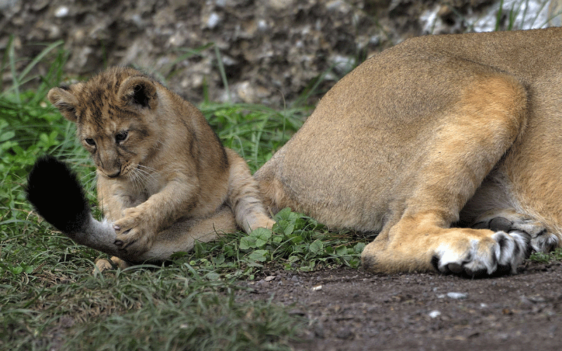 One of the four cubs of the Indian lioness Joy plays the tail of its mother during their official presentation at Zurich's zoo. (AFP)