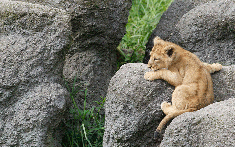 A two-month-old lion cub plays in his enclosure at Zurich's zoo. (REUTERS)