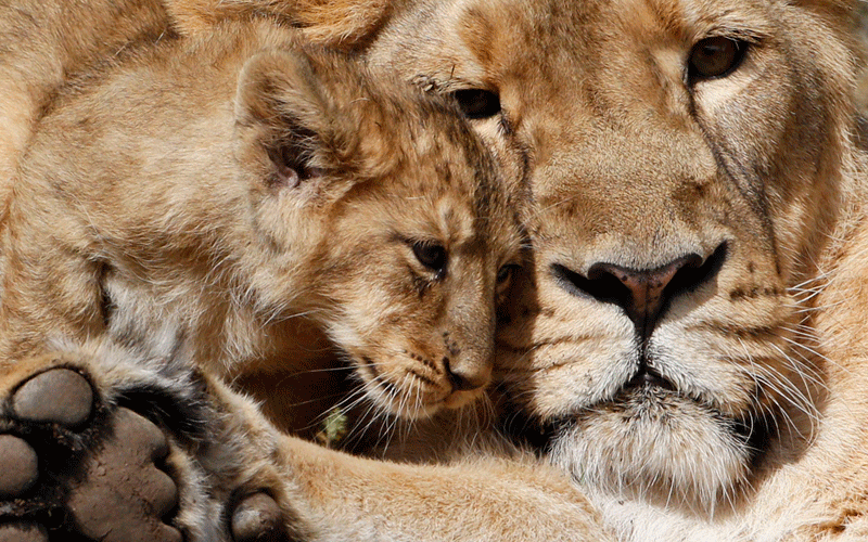 A two-month-old lion cub plays with his mother Joy in their enclosure at Zurich's zoo. (REUTERS)