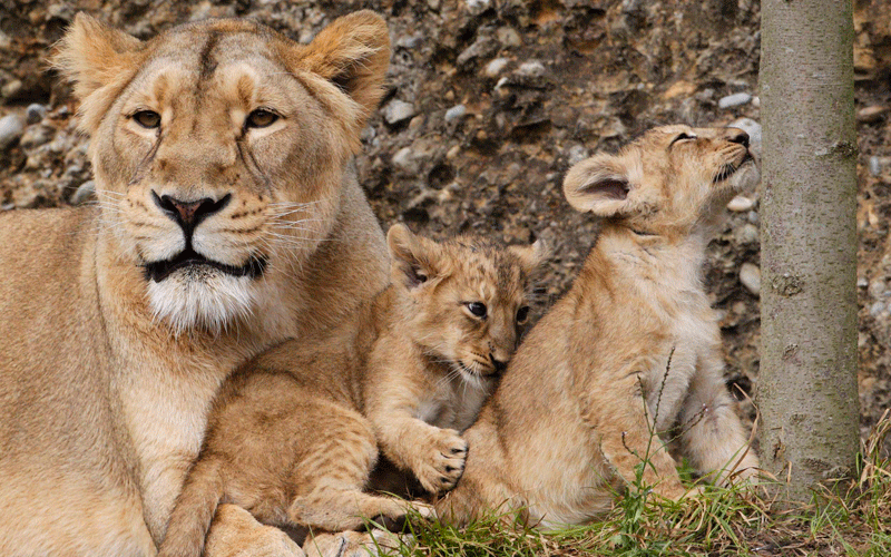 Three two-month-old lion cubs play with their mother Joy in their enclosure at Zurich's zoo. (REUTERS)