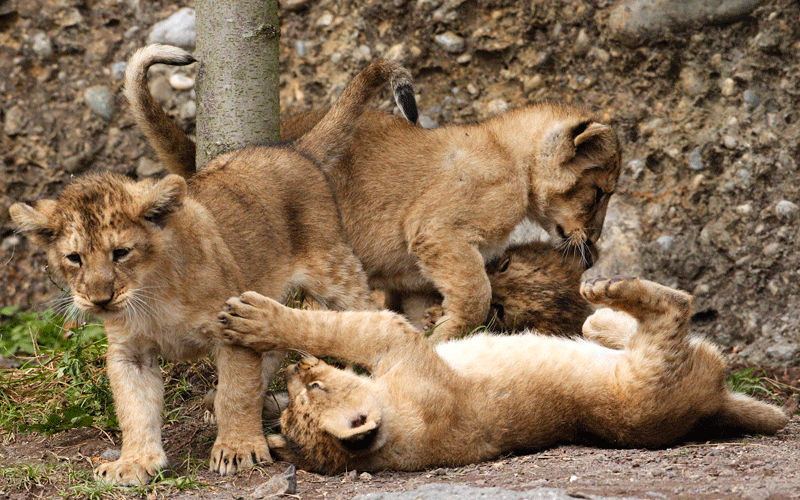 Four two-month-old lion cubs play in their enclosure at Zurich's zoo. (REUTERS)