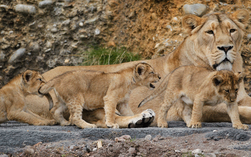 Львица с тремя львятами фото