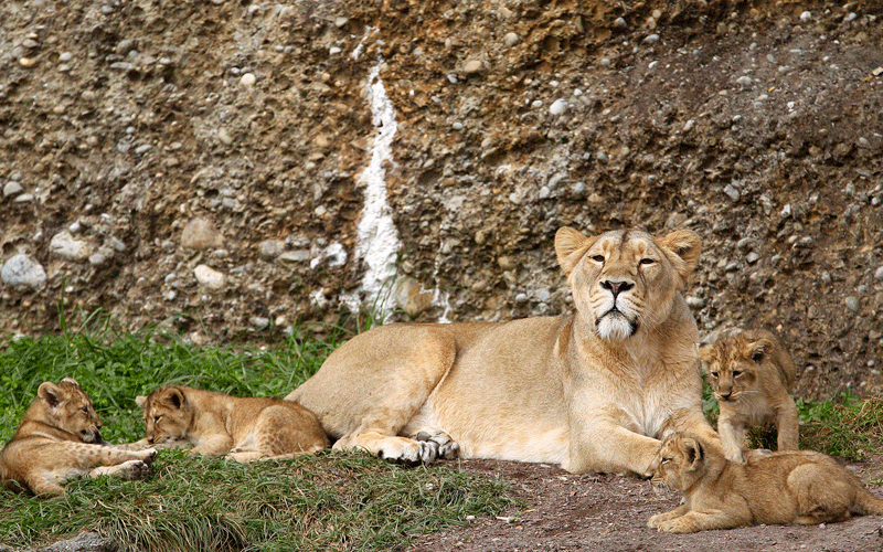 Four two-month-old lion cubs play with their mother Joy in their enclosure at Zurich's zoo. (REUTERS)