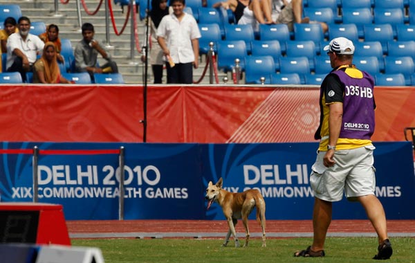 A stray dog is seen in the infield following a Men's 400m Hurdles qualification during the Commonwealth Games at the Jawaharlal Nehru Stadium in New Delhi, India. (AP)