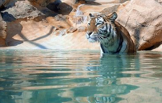 A Siberian tiger at a zoo. A Siberian tiger, the world's largest feline, has been discovered in captivity at a woman's home in Russia's central Urals region. (AFP)