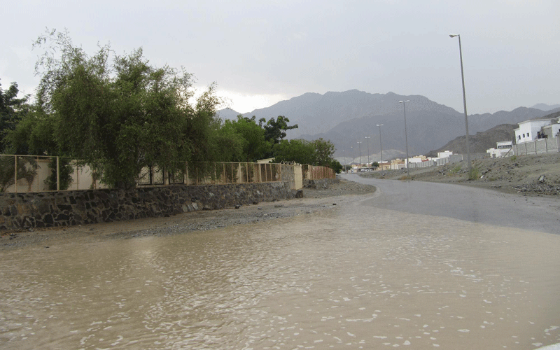 Rains in recent days have brought the winter and a green tinge to UAE's mountains and wadis (WAM)