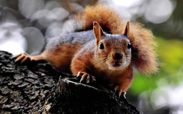 Squirrel warns against alcohol abuse - Offbeat - This is life ...