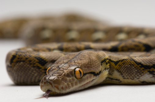 Passenger caught with snakes in baggage - News - Emirates - Emirates24|7