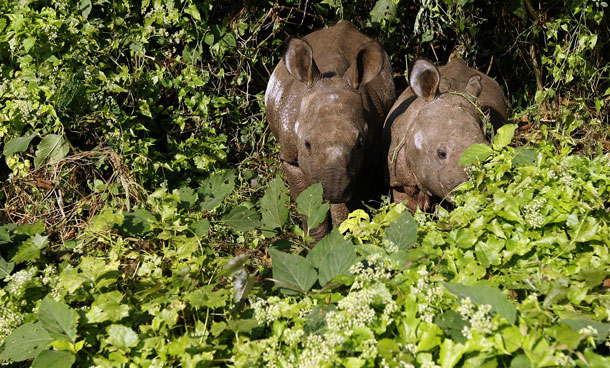 One-horned rhinoceros cubs graze Mikania Micrantha climber vine plants in Chitwan National Park, some 200kms southwest of Kathmandu. The lush jungles of the Chitwan national park in southern Nepal are among the last remaining refuges of the endangered royal Bengal tiger and the rare one-horned rhino - but they are under threat from a foreign invader. (AFP)