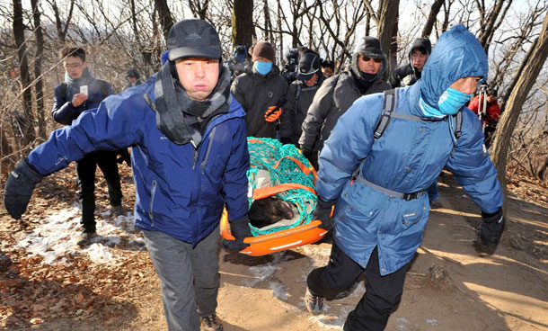 Officials carry a Malaysian Sun Bear nicknamed "KKoma," meaning kid in Korean, on a mountain in Gwacheon, south of Seoul. The six-year-old black Malaysian Sun Bear, weighing 30 kg (66lb.), escaped from Seoul Zoo in Gwacheon, while a zookeeper was cleaning the cage, according to local media. KKoma, which Seoul Zoo said may have fled his cage due  to his dissatisfaction with his older mate, was the subject of  a widescale hunt involving hundreds of zoo and police employees, dogs and a helicopter. (REUTERS)