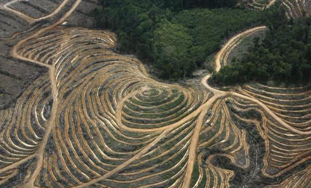 An aerial view shows a cleared forest area under development as a palm oil plantation by palm oil companies in the Ketapang district of Indonesia's West Kalimantan province. (REUTERS)