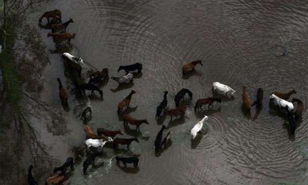 An aerial view shows horses at a flooded area in Bogota, Colombia. (REUTERS)