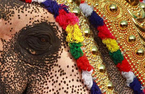 A caparisoned elephant is seen during the annual temple festival in the southern Indian city of Kochi. The festival features a colourful procession of decorated elephants and drum concerts. (REUTERS)