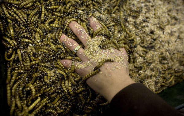 Margje Callis sifts through a container filled with Buffalo worms at an insect farm in Ermelo January 12, 2011. Insects are already bred as food for birds, lizards and monkeys at the Callis family's farm near the university, and now the owners see a chance to sell bugs for human consumption. All you need to do to save the rainforest, improve your diet, better your health, cut global carbon emissions and slash your food budget is eat bugs. Mealworm quiche, grasshopper springrolls and cuisine made from other creepy crawlies is the answer to the global food crisis, shrinking land and water resources and climate-changing carbon emissions, Dutch scientist Arnold van Huis says. (REUTERS)