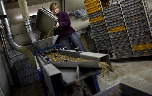 Marieke Callis drops Buffalo worms onto a processing line as part of preparations to clean them for consumption at an insect farm in Ermelo January 12, 2011. Insects are already bred as food for birds, lizards and monkeys at the Callis family's farm near the university, and now the owners see a chance to sell bugs for human consumption. All you need to do to save the rainforest, improve your diet, better your health, cut global carbon emissions and slash your food budget is eat bugs. Mealworm quiche, grasshopper springrolls and cuisine made from other creepy crawlies is the answer to the global food crisis, shrinking land and water resources and climate-changing carbon emissions, Dutch scientist Arnold van Huis says. (REUTERS)