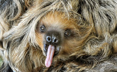 whispit sloth