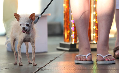 A dog named Yoda looks on during the 23rd Annual World's Ugliest Dog Contest at the Sonoma-Marin County Fair on June 24, 2011 in Petaluma, California. Yoda won the $1,000 top prize as the world's ugliest dog. (GETTY/AFP)