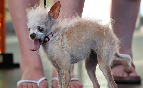 A dog named Yoda looks on during the 23rd Annual World's Ugliest Dog Contest at the Sonoma-Marin County Fair on June 24, 2011 in Petaluma, California. Yoda won the $1,000 (Dh3,673) top prize as the world's ugliest dog. (GETTY/AFP)