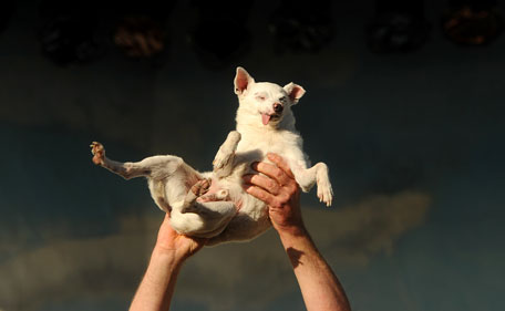 Ratdog, a 14-year-old Chihuahua mix, competes in the 2011 World's Ugliest Dog Contest on Friday, June 24, 2011, in Petaluma, Calif. He was born deaf and toothless, but did not win the Sonoma-Marin Fair competition. (AP)