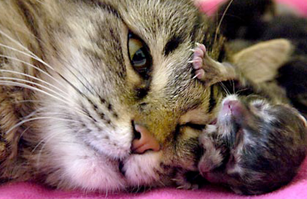 The male kitten snuggles up to mum Amber, who appears unconcerned about his special features. (AP)