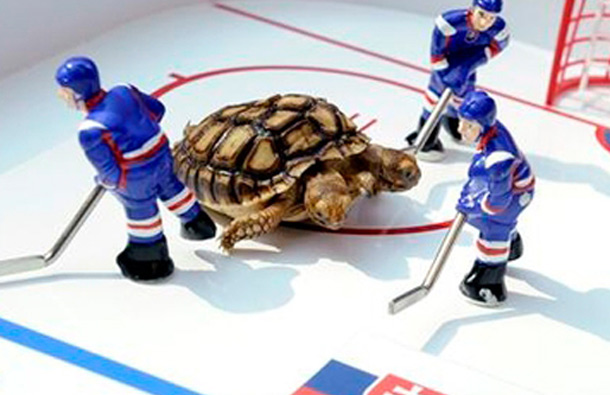 A two-headed African spurred tortoise named Magdalena moves around a small-scale model of an ice hockey rink. (REUTERS)