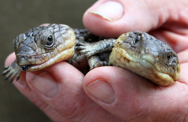 An unnamed two headed bobtail lizard, a type of skink, is seen at its new reptile park home at Henley Brook. (GETTY)