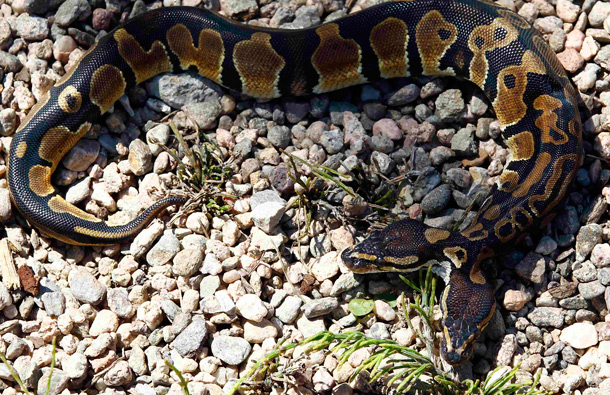 A Royal python which was born with two heads. (REUTERS)